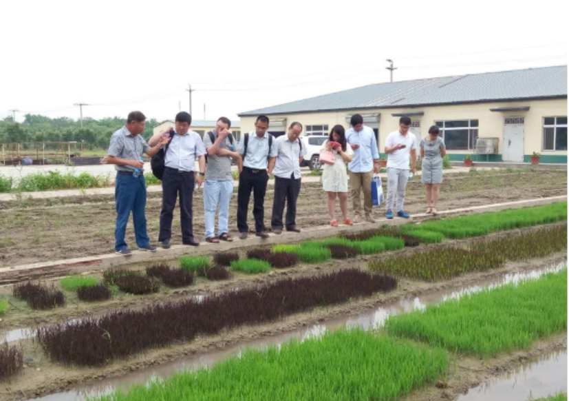 TDIA與雜交水稻聯盟對接交流會順利召開